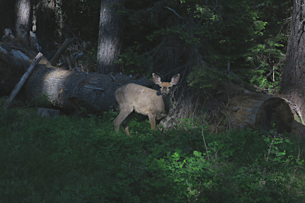Cascade Mountain deer
