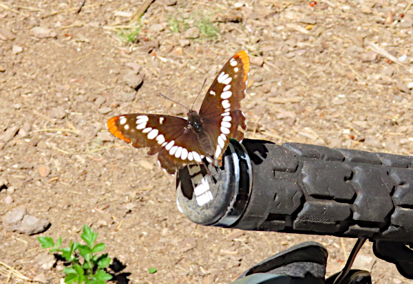 Cascade mountain butterfly