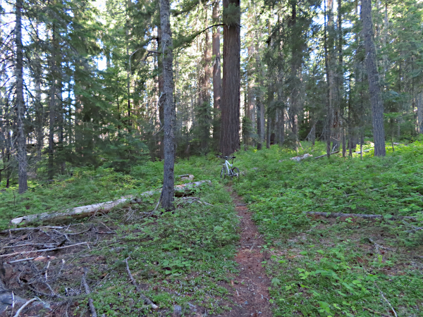 Cascade Mountain trail