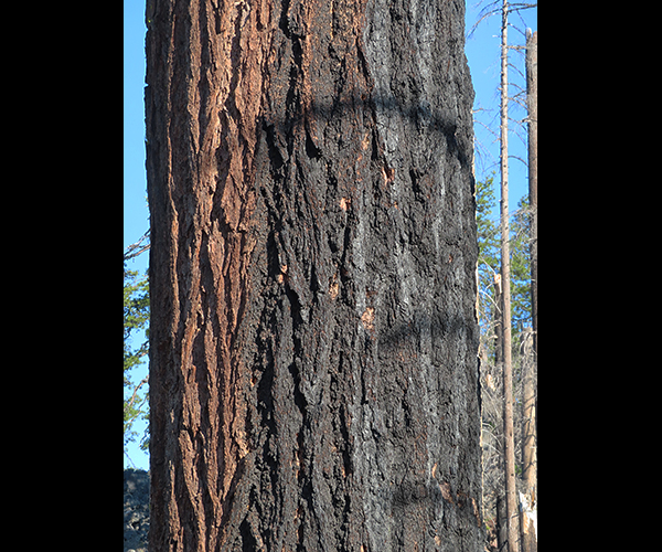 Burned tree