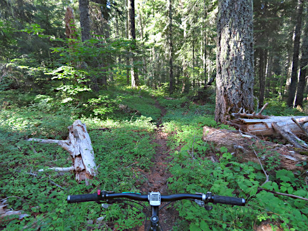 Cascade Mountain singletrack