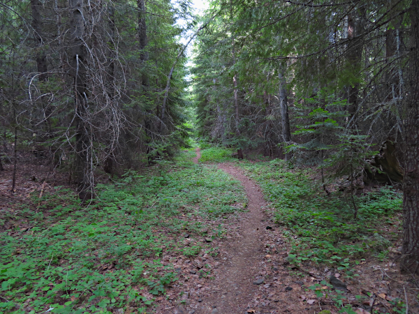 Forest Trail