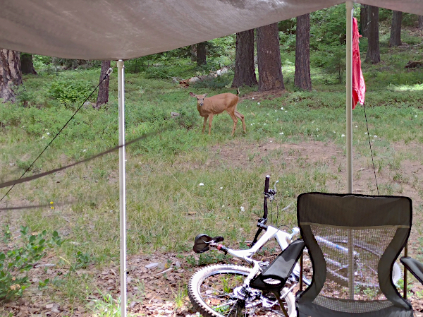 MTB camp deer