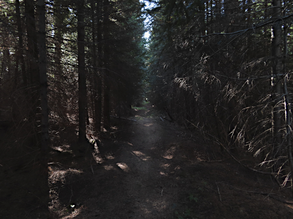 Dark forest trail