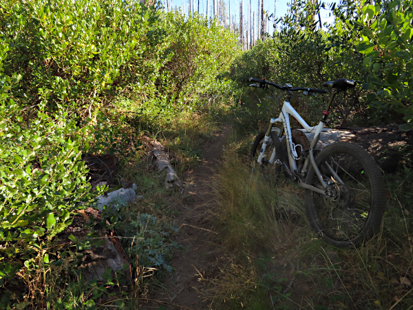 Overgrown mountain trail