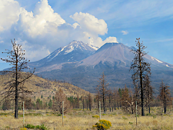 Mt. Shasta