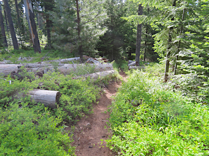 Morning singletrack