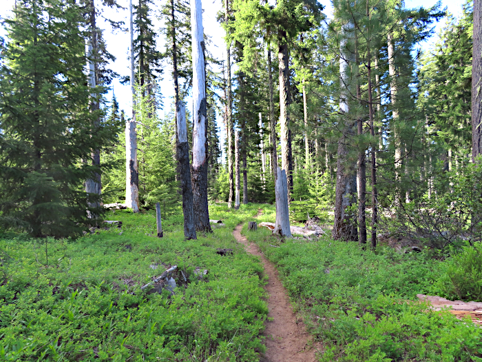 Early morning trail