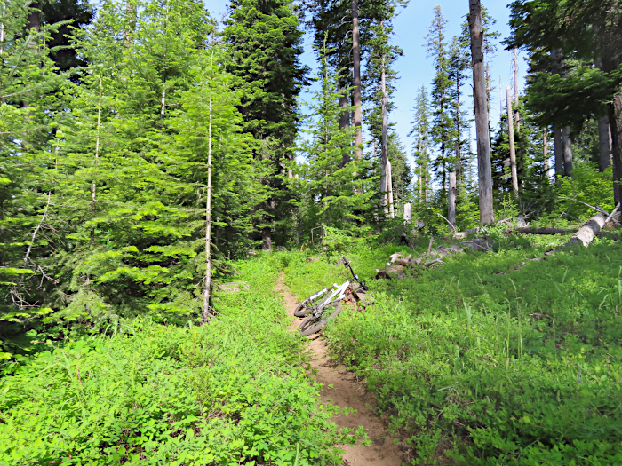 Morning trail