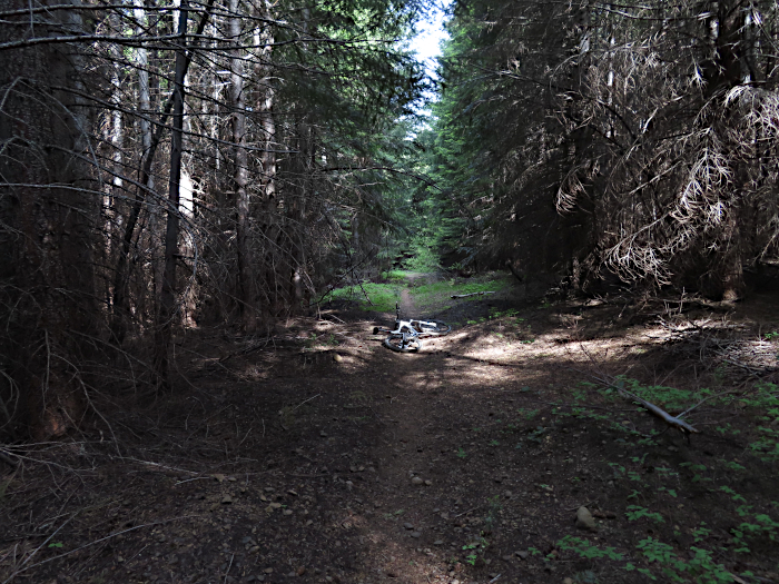 Dark forest trail