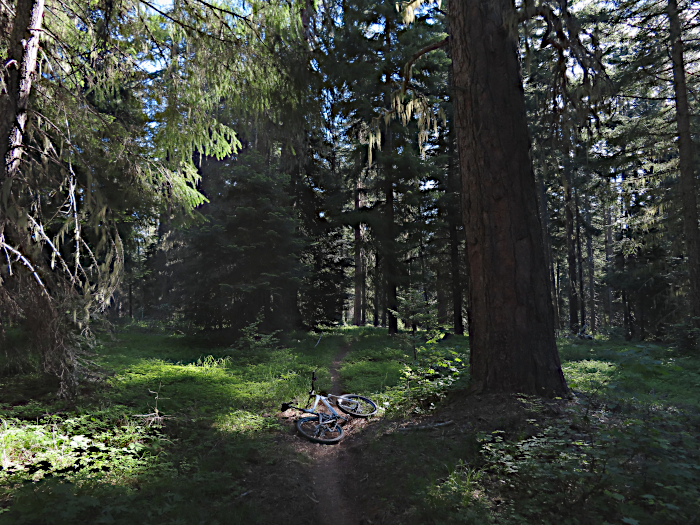 Early morning trail