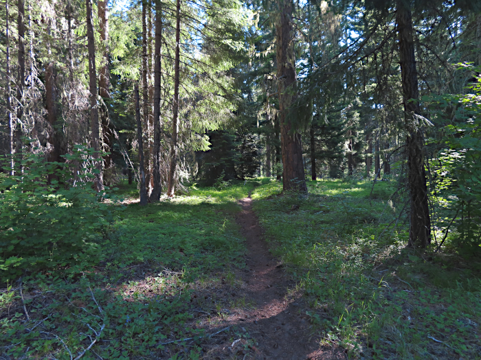 Forest trail