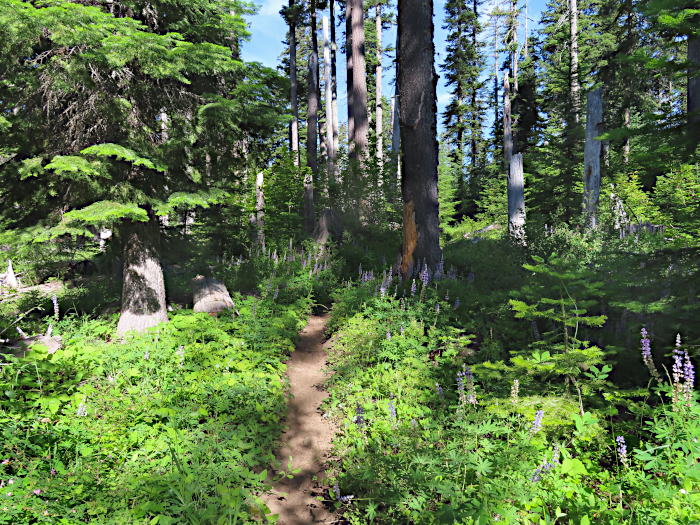 Morning trail