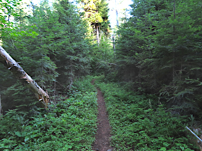 Early morning trail