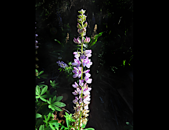 Cascade Mountain flower