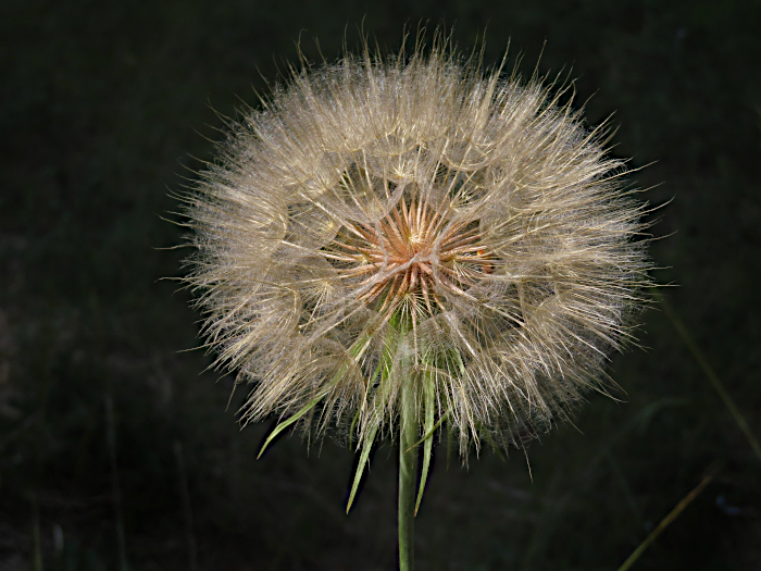 Thistle