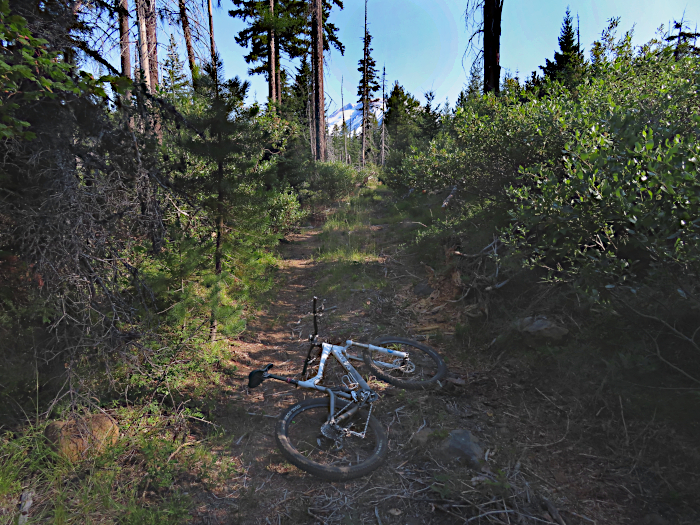 Overgrown mountain road