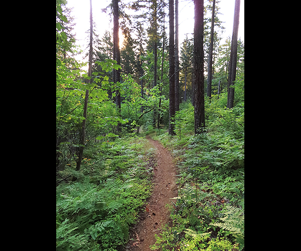 Cascade Mountain singletrack