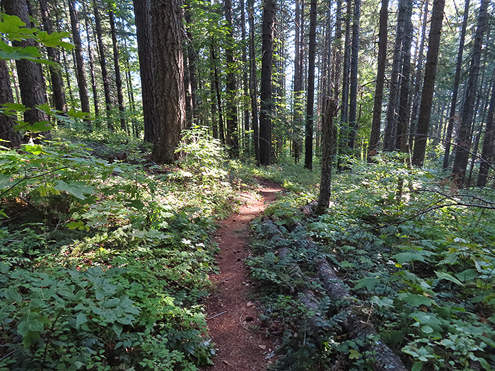 Cascade Mountain singletrack