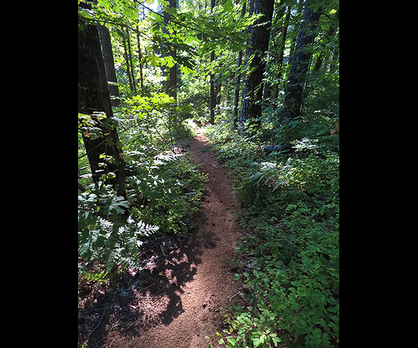 Cascade Mountain singletrack