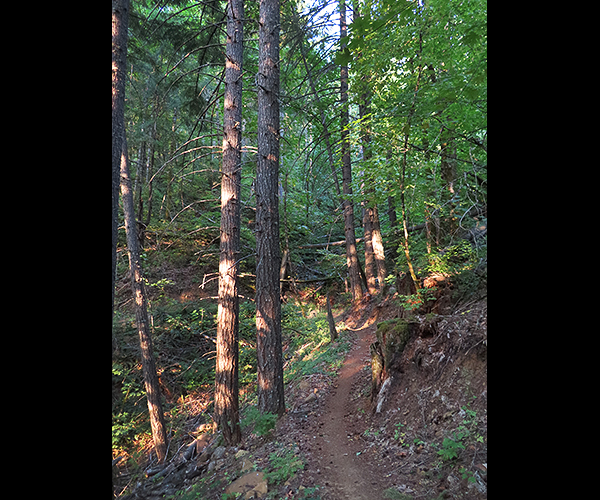 Cascade Mountain singletrack