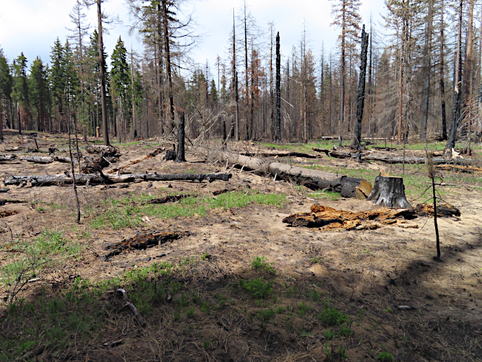 Williams Mine fire area